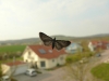 p1050258.jpg
