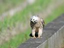 Vogelgrippe