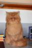 Katze