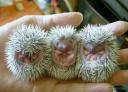 Babies 4