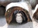 Pinguin