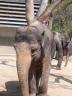 Elefant