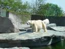 Eisb&Atilde;&curren;r 1