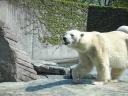 Noch ein Eisb&Atilde;&curren;r