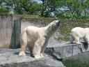 Stolzer Eisb&Atilde;&curren;r
