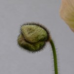 p1000050